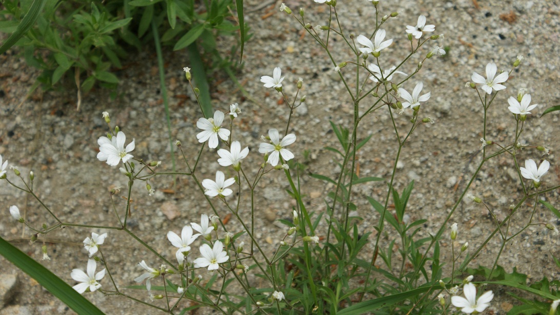 un fiorellino bianco. .. a me sconosciuto - Cerastium sp.